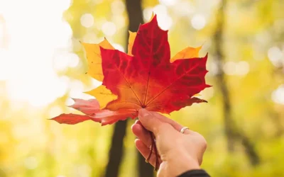 Canada Core | 3 Homegrown Harvest Income ETFs