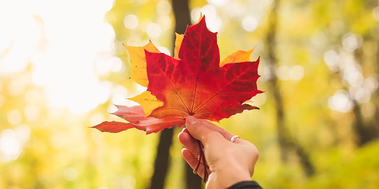 Canada Strong | 3 Homegrown Harvest Income ETFs